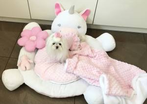 Hundebett EINHORN EINMALIG inkl.Decke,Kissen ,Bögen