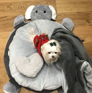 Hundebett ELEFANT inkl.Decke,Kissen,Schnüffelteppich,Herz