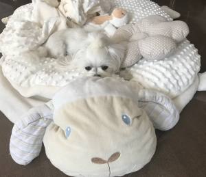 Hundebett SCHÄFCHEN WEISS /CREME inkl.Decke,Kissen ,Spielzeug