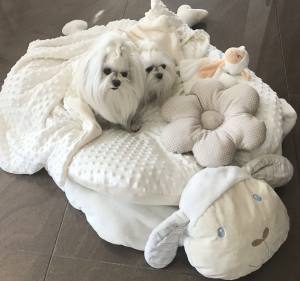 Hundebett SCHÄFCHEN WEISS /CREME inkl.Decke,Kissen ,Spielzeug,Bögen