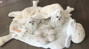 Hundebett SCHÄFCHEN WEISS /CREME inkl.Decke,Kissen ,Spielzeug