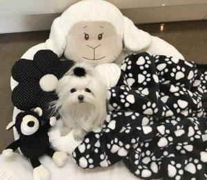 Hundebett SHEEP BLACK-WHITE  inkl.Decke,Kissen