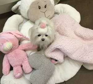 Hundebett SHEEP GRAU-ROSA HERZ inkl.Decke,Kissen ,Spielzeug