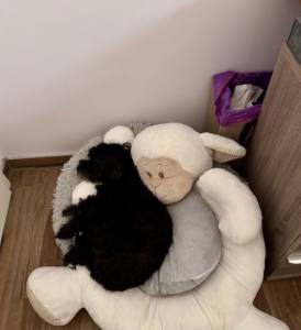 Hundebett SHEEP GREY inkl.Decke,Kissen ,Herz Spielzeug