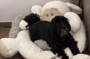 Hundebett SHEEP GREY inkl.Decke,Kissen ,Herz Spielzeug