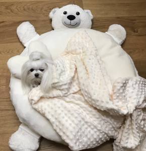 Hundebett TEDDY inkl.Decke,Kissen,Schnüffelteppich,Herz