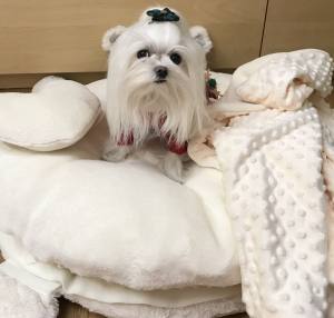 Hundebett TEDDY inkl.Decke,Kissen,Schnüffelteppich,Herz