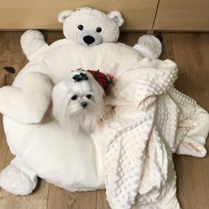 Hundebett TEDDY inkl.Decke,Kissen,Schnüffelteppich,Herz