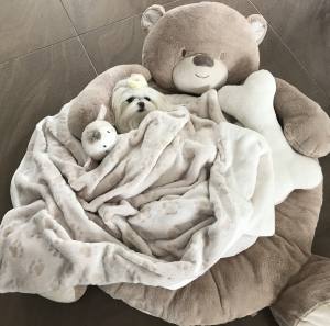 Hundebett Teddy beige /Pfoten ,mit Decke,Kissen,Knochen