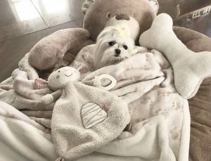 Hundebett Teddy beige /Pfoten ,mit Decke,Kissen,Knochen