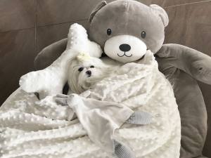 Hundebett Teddy braun /Creme mit Decke,Kissen,Knochen,Spielzeug