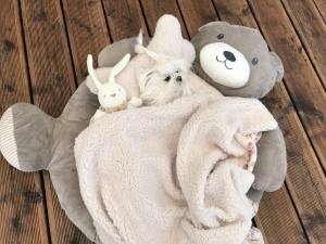 Hundebett Teddy braun /beige mit Decke,Kissen,Knochen,Schnüffeltepich