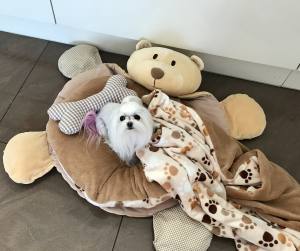 Hundebett Teddy kariert inkl.Kissen,Decke,