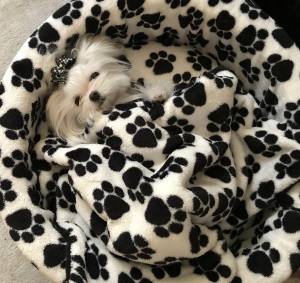 Hundebett,Kuschelnest DREAMLAND BLACK Gr.2