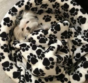 Hundebett,Kuschelnest DREAMLAND BLACK