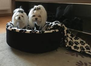 Hundebett,Kuschelnest DREAMLAND BLACK Gr.2