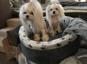 Hundebett,Kuschelnest DREAMLAND GREY Gr.1