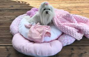 Hundebett,Kuschelnest PINK inkl.Decke,Kissen,Spielzeug