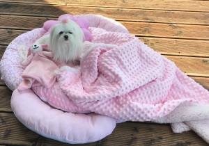 Hundebett,Kuschelnest PINK inkl.Decke,Kissen,Spielzeug
