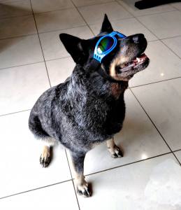 Hundebrille SURFDOG Gr.M blau