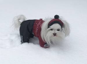 Hundecappy mit Bommel ,Wintermütze ATLANTA