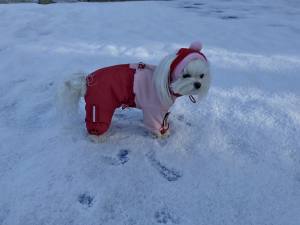 Hundecappy mit Bommel,Wintermütze VALENTINE