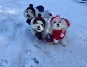 Hundecappy mit Bommel,Wintermütze VALENTINE
