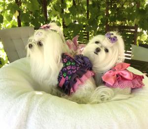 Hundegschirr GARDEN OF DREAMS