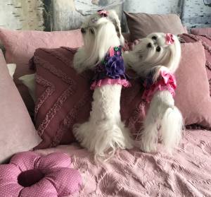 Hundegschirr GARDEN OF DREAMS