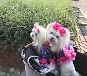 Hundegschirr MAGIC GARDEN