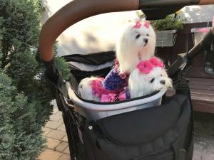 Hundegschirr MAGIC GARDEN
