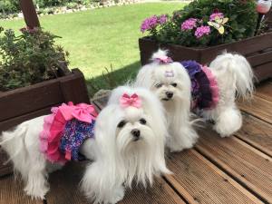 Hundegschirr MAGIC GARDEN