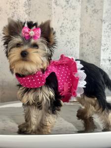 Hundegschirr Pünktchen Pink