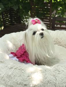 Hundegschirr Pünktchen Pink
