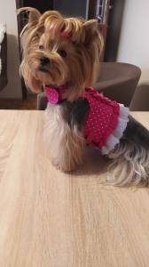 Hundegschirr Pünktchen Pink
