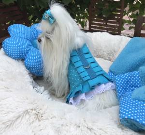 Hundegschirr Pünktchen Türkis