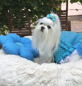 Hundegschirr Pünktchen Türkis