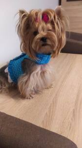 Hundegschirr Pünktchen Türkis