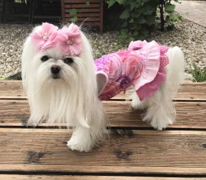Hundegschirr ROSE GARDEN