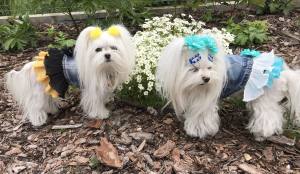 Hundejacke Jeansjacke Weste AMANDA