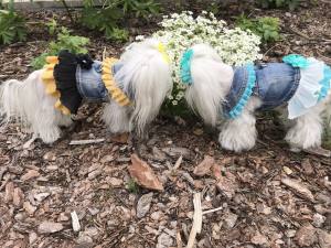 Hundejacke Jeansjacke Weste AMANDA