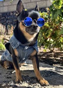 Hundejacke Jeansjacke Weste Blue