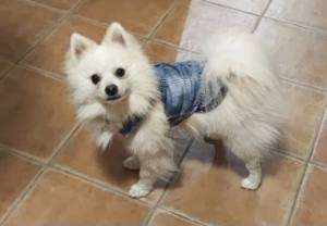 Hundejacke Jeansjacke Weste Blue