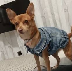 Hundejacke Jeansjacke Weste Blue