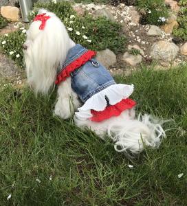 Hundejacke Jeansjacke Weste EVA