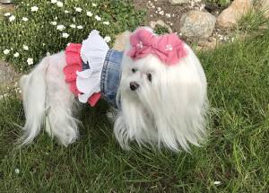 Hundejacke Jeansjacke Weste LILU