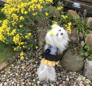 Hundejacke Jeansjacke Weste TARA