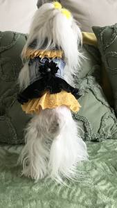 Hundejacke Jeansjacke Weste TARA
