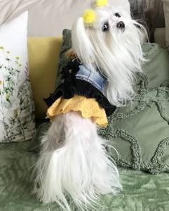 Hundejacke Jeansjacke Weste TARA