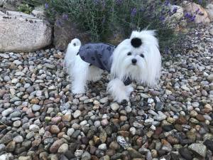 Hundejacke - Regenjacke TATZE GRAU